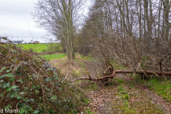 Walk down Cow Lane March 2024