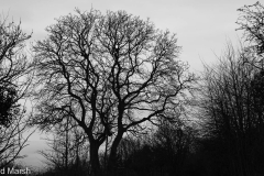 Walk down Cow Lane March 2024