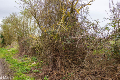 Walk down Cow Lane March 2024