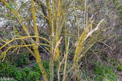 Walk down Cow Lane March 2024