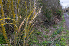 Walk down Cow Lane March 2024