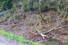 Walk down Cow Lane March 2024