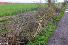 Walk down Cow Lane March 2024