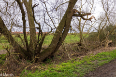 Walk down Cow Lane March 2024