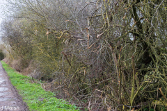 Walk down Cow Lane March 2024