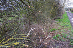 Walk down Cow Lane March 2024