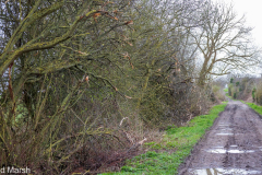 Walk down Cow Lane March 2024