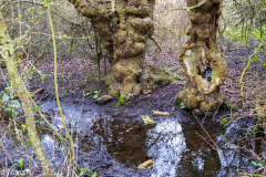 Walk down Cow Lane March 2024