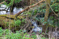 Walk down Cow Lane March 2024