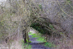 Walk down Cow Lane March 2024