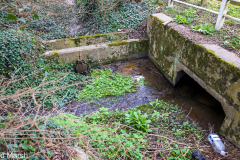 Walk down Cow Lane March 2024