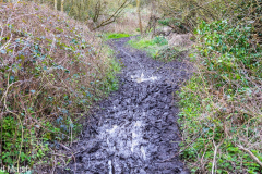 Walk down Cow Lane March 2024