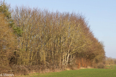 Cow Lane and GWP (Feb 2022)